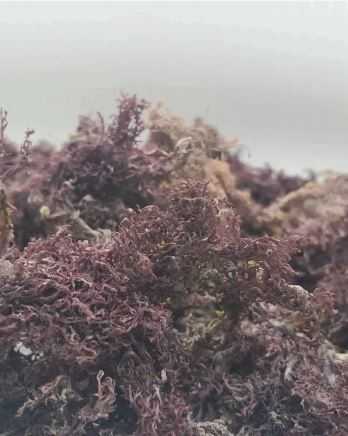 wild sea moss