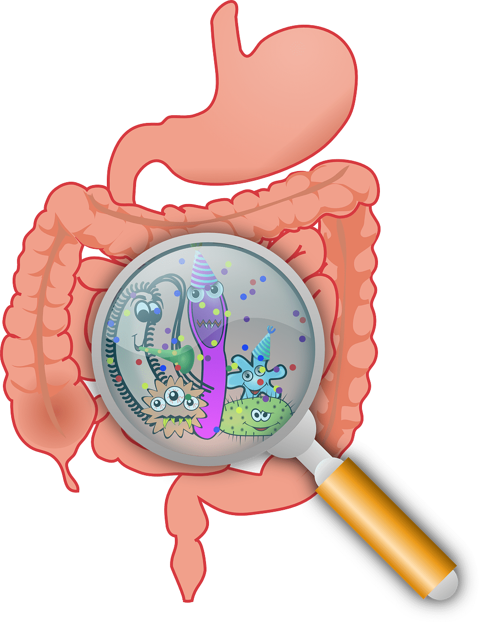 Why Gut Health Is So Important To Overall Health