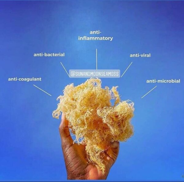 Top 8 Health Benefits of Jamaican Sea Moss Jamaica Sea Moss
