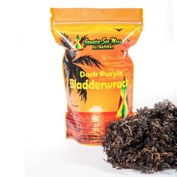 Dark Purple Bladderwrack - Image 3