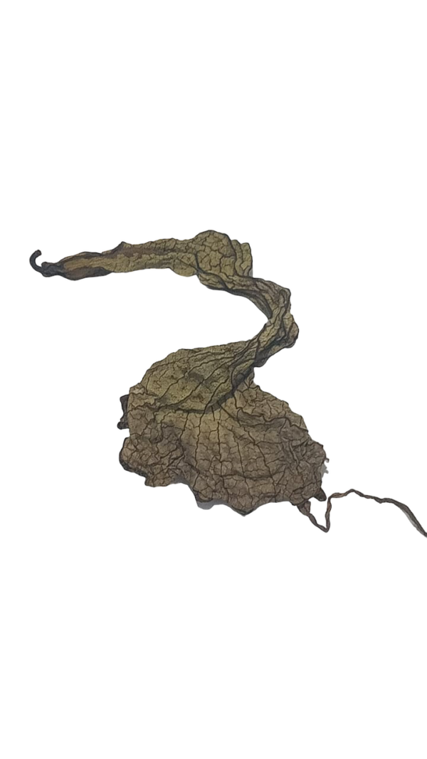 Duck Flower - Image 2